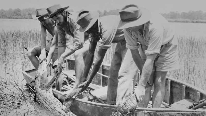 Prior to 1971, crocodiles were hunted, hunted extensively