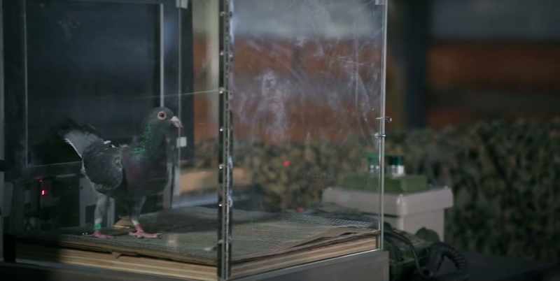 Private Pigeon in basic training