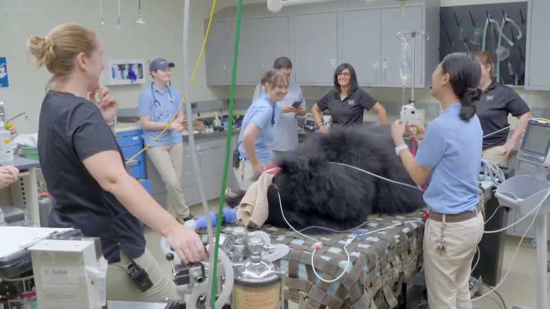 Priya: I put bear in there to make it more, like, context significant