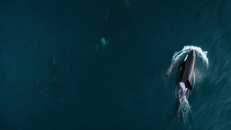 Problem is, orca are 20-foot-long and slow