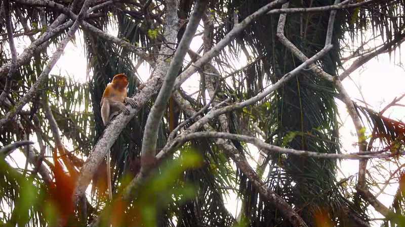 Proboscis monkeys are known for our epic vocal honks