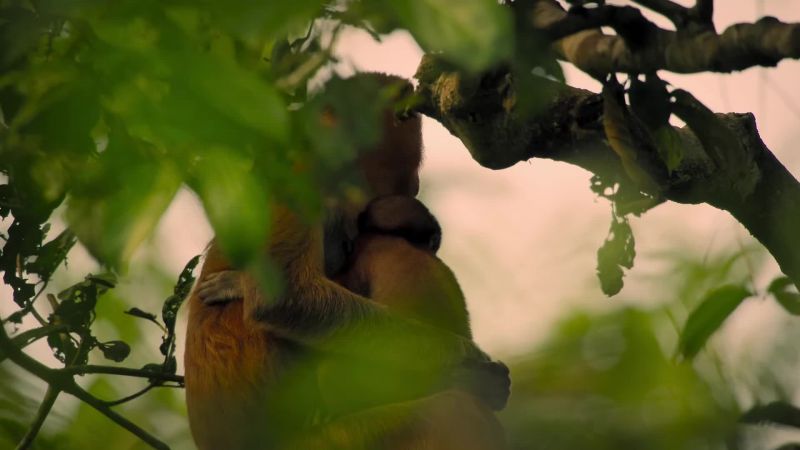 Proboscis monkeys can settle down pretty much wherever they like