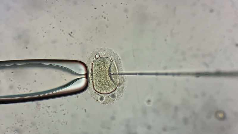 Producing embryos that are then transferred back