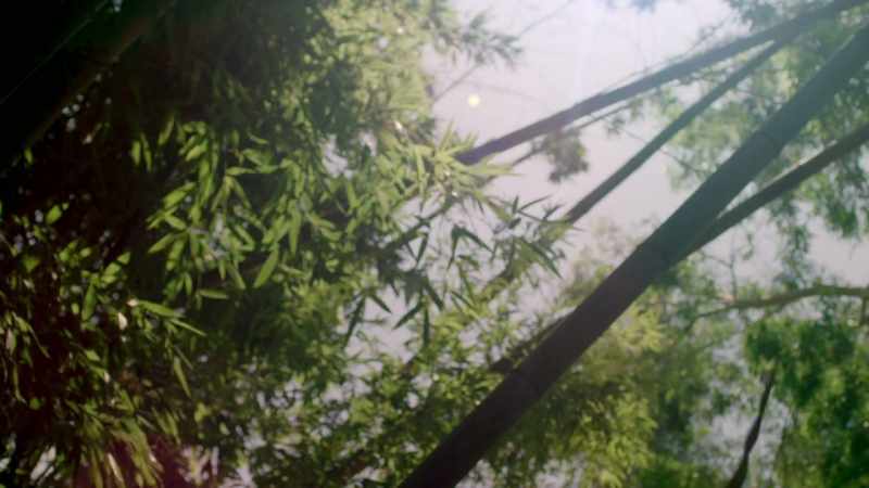 Professor Bellamy directed me through this forest