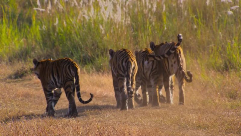 Protect the precious space that grasslands and deserts provide