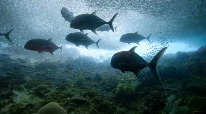 Protected fish populations soon became so healthy