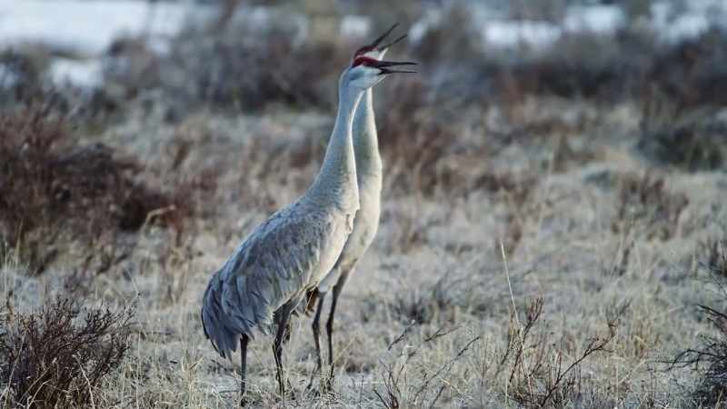 Protectors stand guard in the wetlands