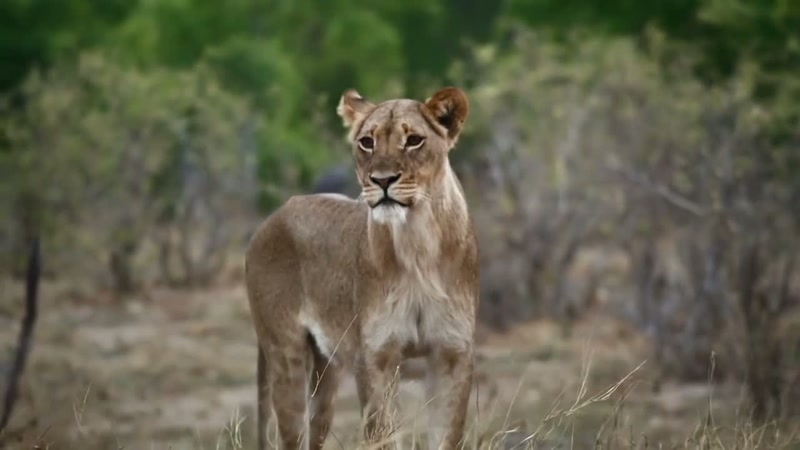 'Providing an opportunity for predators