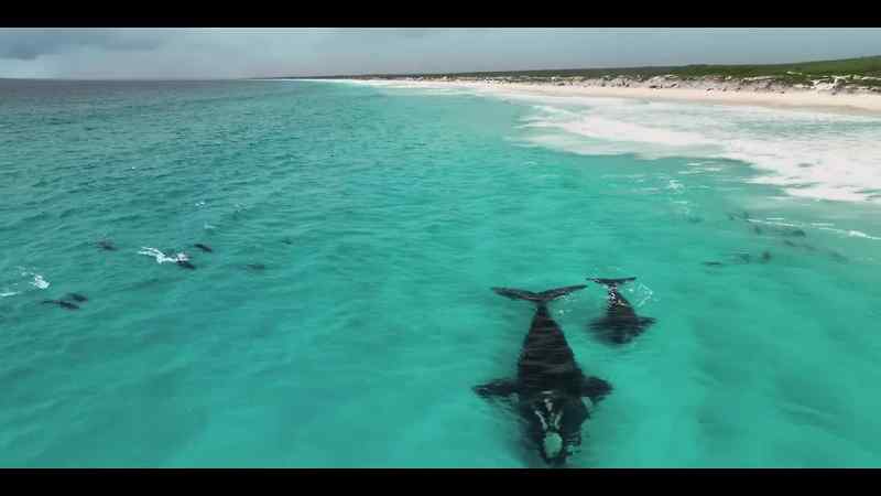 Proving that if we give ocean life a chance, it can bounce back
