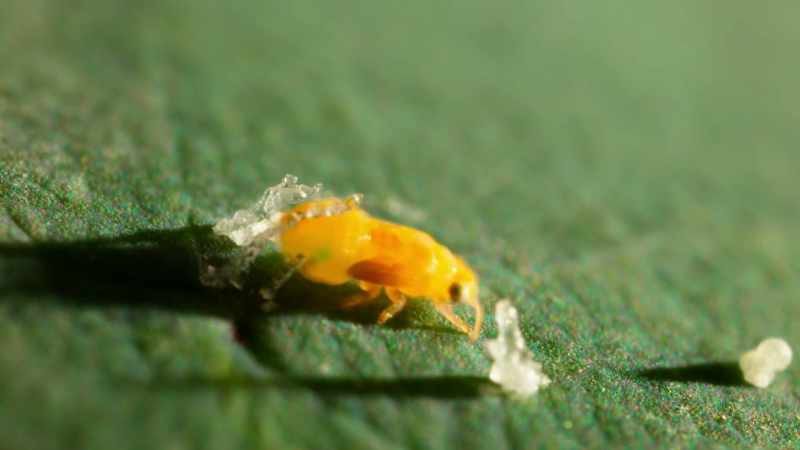 Psyllid bugs use their sugary sap