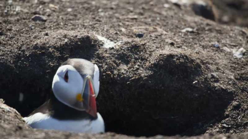 Puffins mate for life and pairs use the same burrow every year