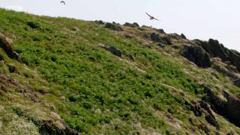 Puffins
