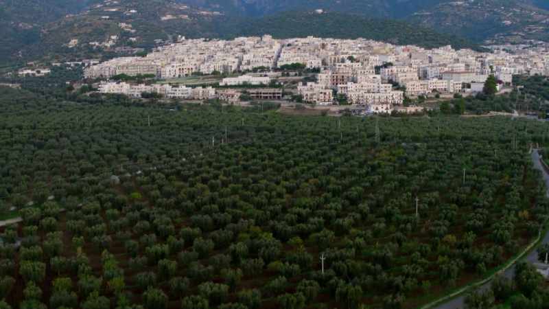 Puglia's olive-growing farmers