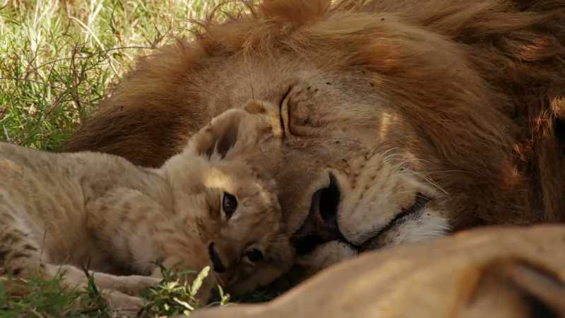 [ Pumas grunting ]