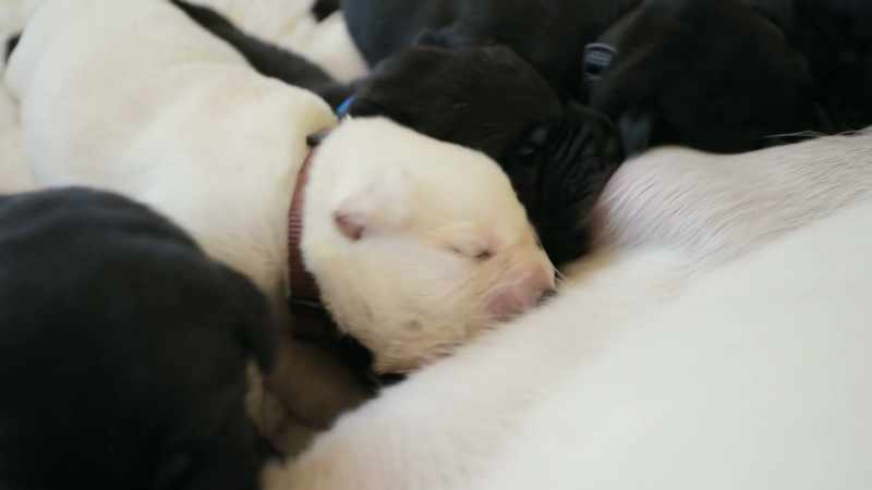 Puppies are born blind and deaf