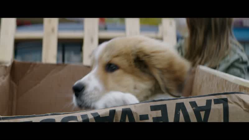 Puppies!