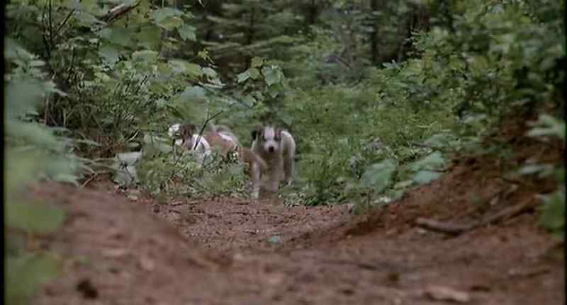 Puppies!