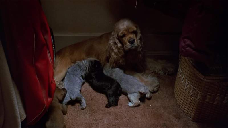 PUPPY Hey Ma check it out