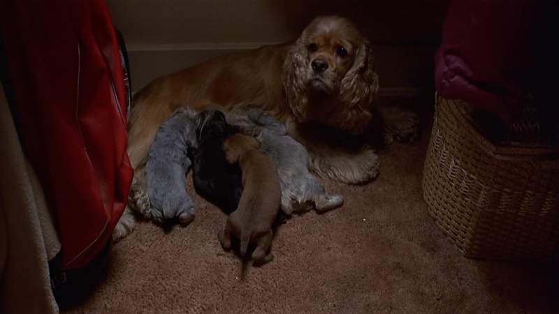 PUPPY Who the heck were they