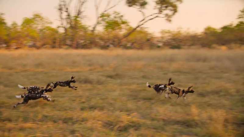Pups this age wouldn't usually follow a hunt
