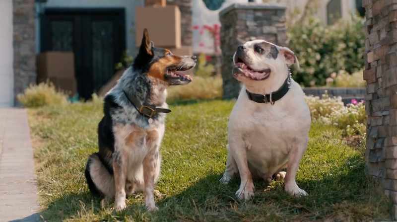 Pups that don'’t