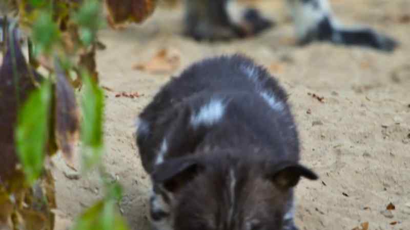 (PUPS MEWLING)