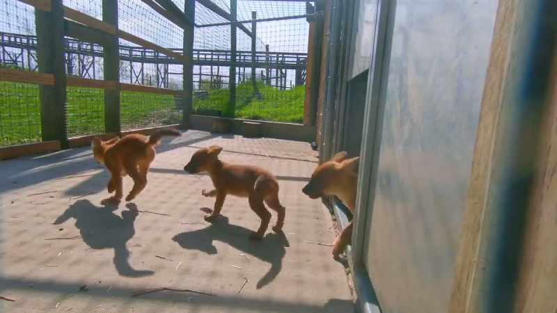 (pups squeaking)