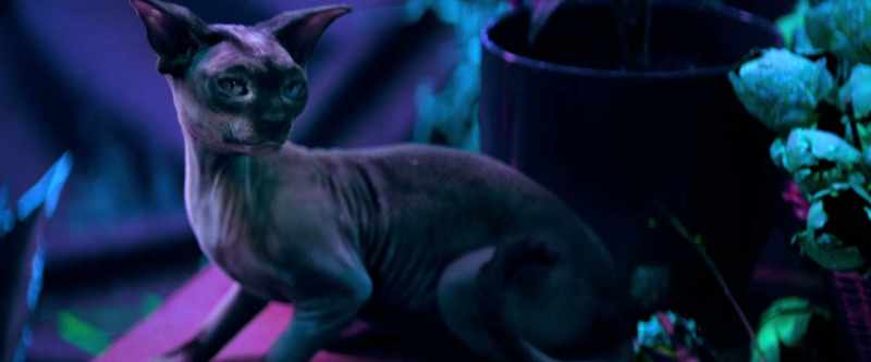 [purring] -[dramatic music playing]