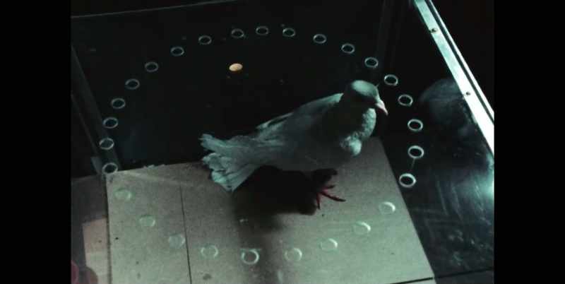 Putting a pigeon in a bomb is definitely nuts