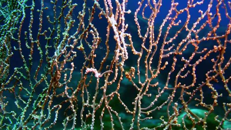 Pygmy seahorses are super fast, too