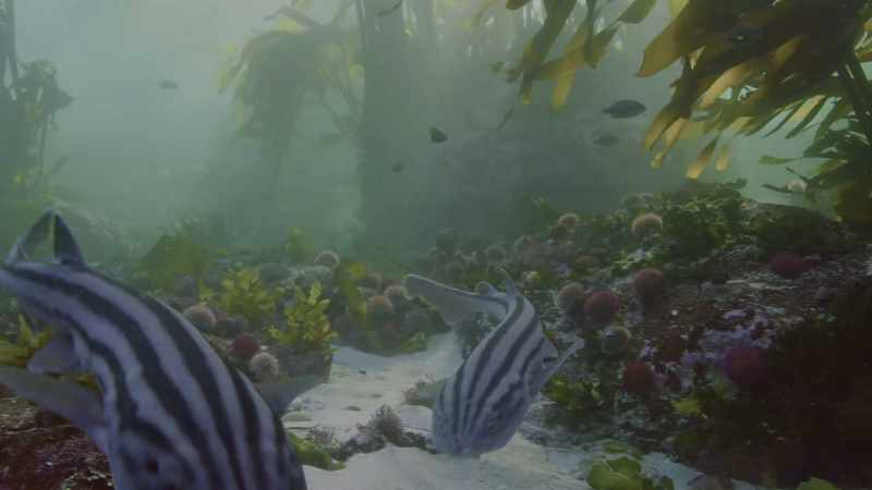 Pyjama sharks are every octopus' worst nightmare
