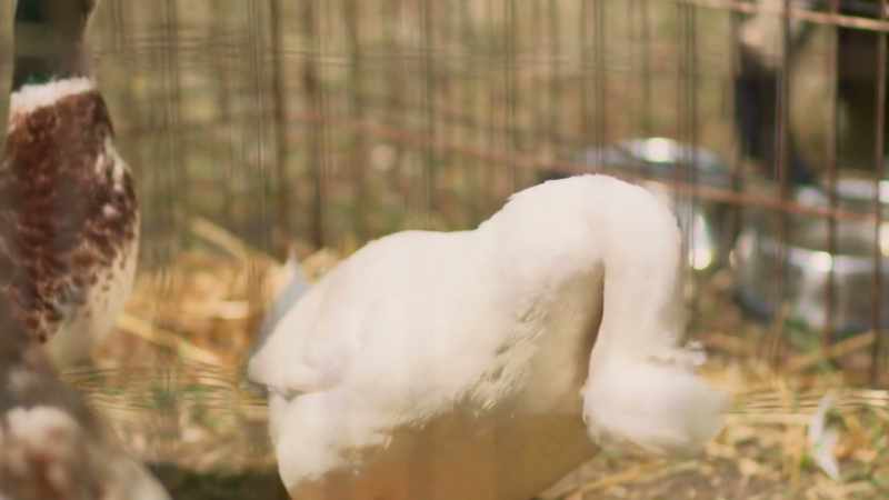 [quacking]