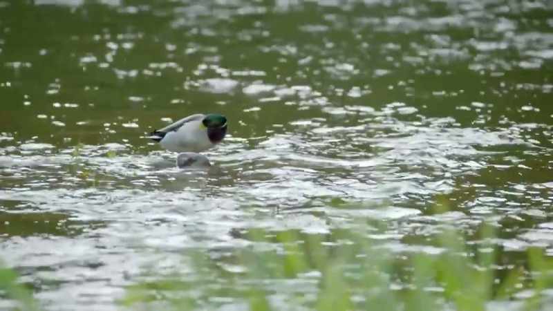 QUACKING
