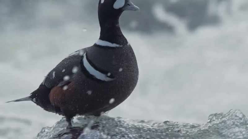 [quacking]