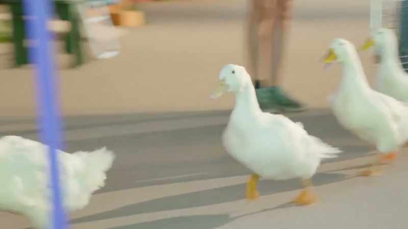 (quacking)