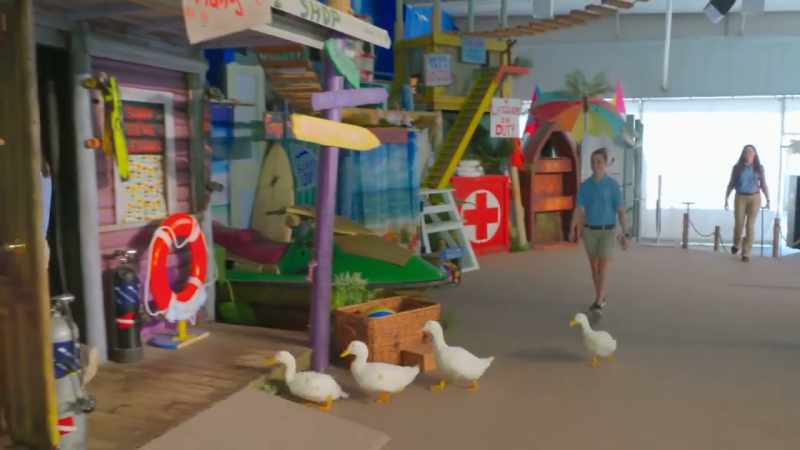 (quacking)