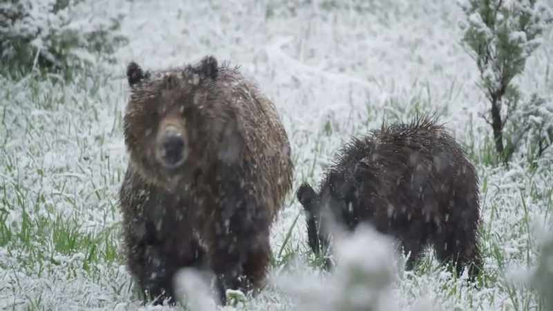 Quad-mom has no choice but to hibernate