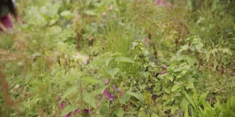 Quickly! Let me show you what herbs you need