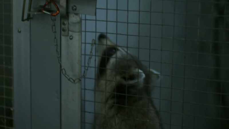 [RACCOON CHITTERS, SNORTS]