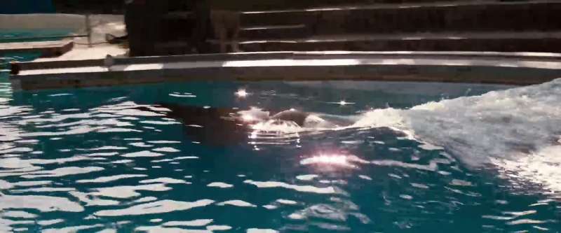 RAE You like whales JESSE I like him