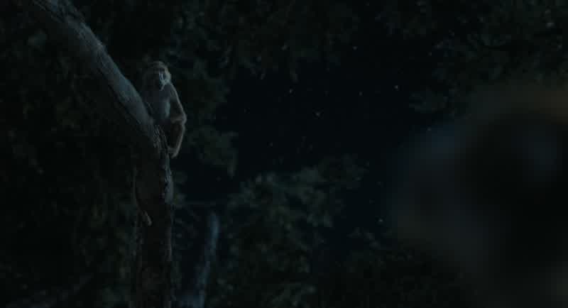 RafikiOrder We will have order in the Congress of BaboonsTonight a cheetah came into our treesfor the third night in a rowAlmost took one of our ownIt was Rafiki's faultHe summoned the beast with his