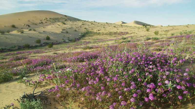 Rain in deserts, however, never lasts long
