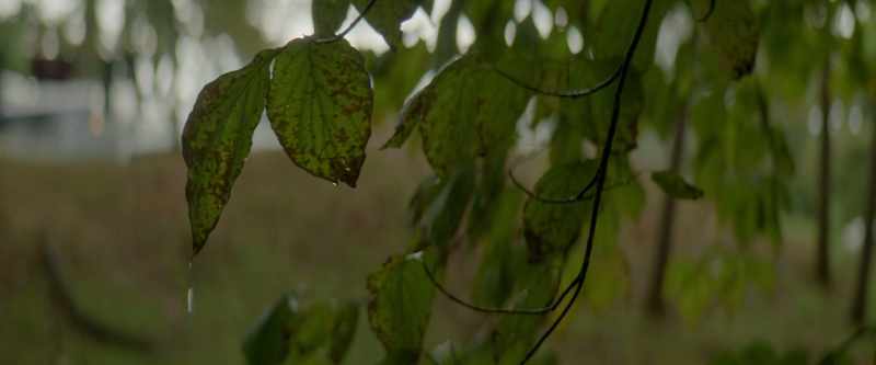 [RAIN PATTERING]