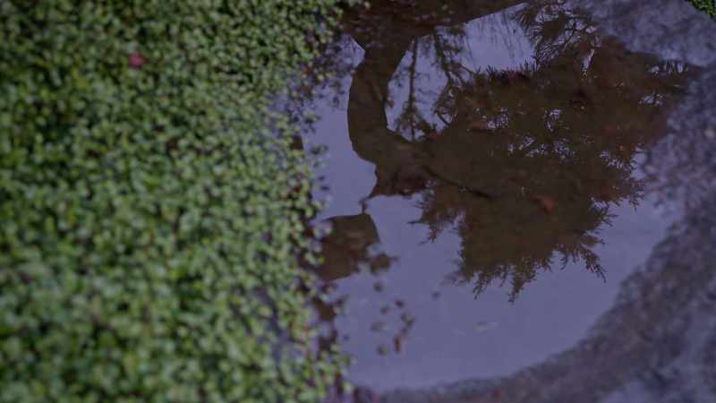 (rain splashing) - (birds chirping)