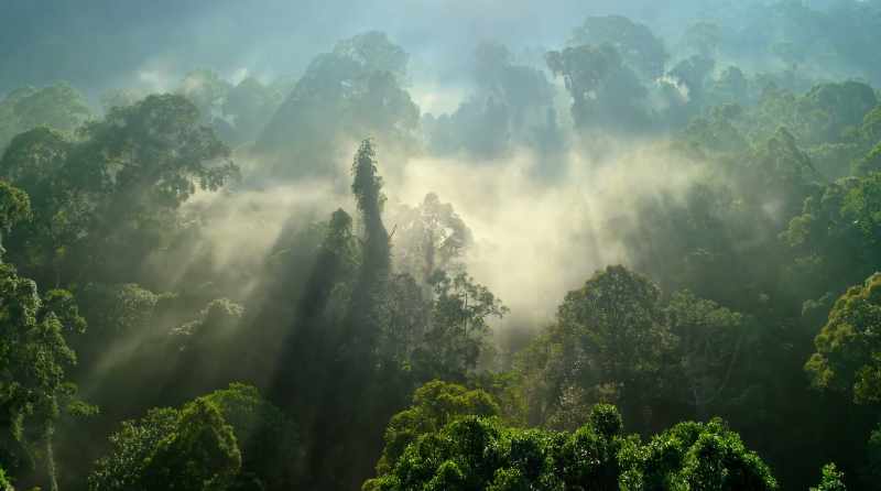 Rainforests are particularly precious habitats