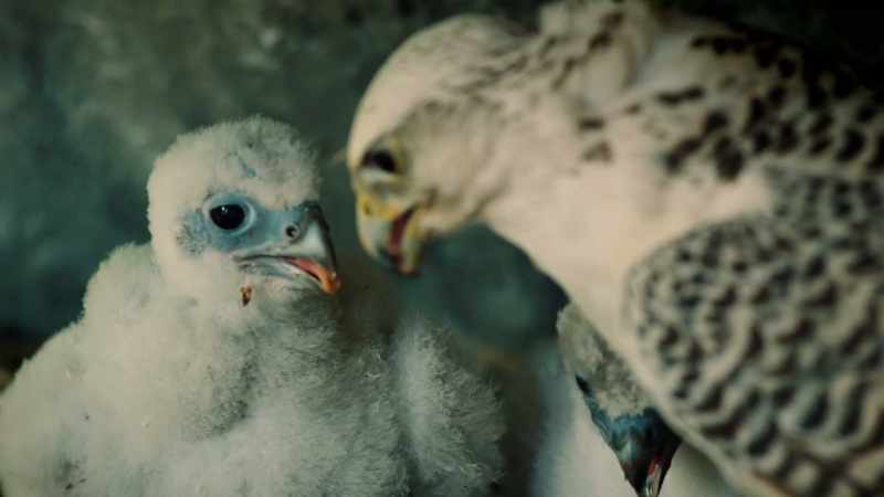 Raising its young in the spring and readying