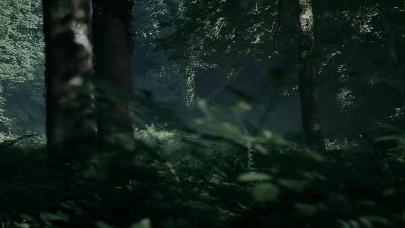 RAMSAY: Tansy!