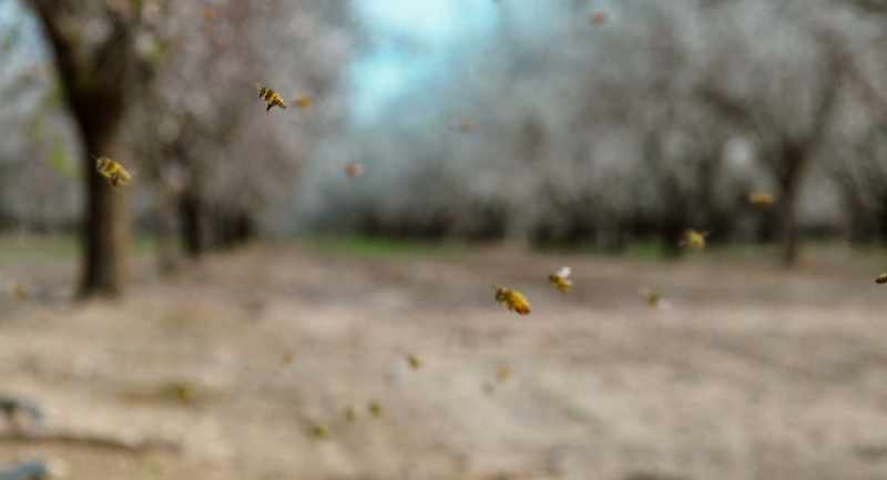 Rapid loss of bees from a colony