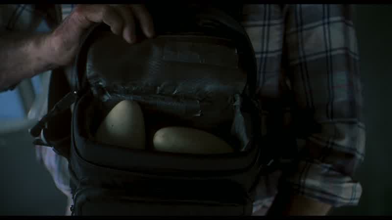 Raptor eggs