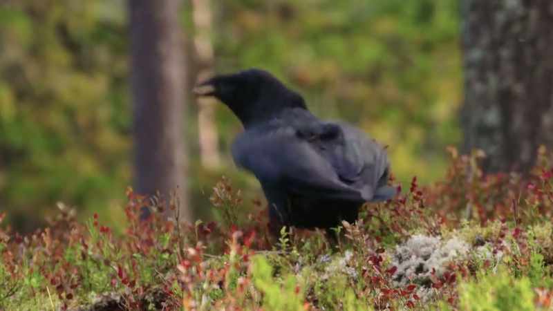 (raven cawing)